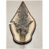 Image 1 : Alligator Rug On Wood Display