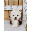 Image 1 : The Dreaded Woolly Swamp Booger Table Top Pedestal Taxidermy Mount