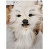 Image 2 : The Dreaded Woolly Swamp Booger Table Top Pedestal Taxidermy Mount