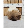 Image 3 : The Dreaded Woolly Swamp Booger Table Top Pedestal Taxidermy Mount