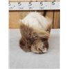 Image 5 : The Dreaded Woolly Swamp Booger Table Top Pedestal Taxidermy Mount