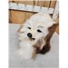 Image 6 : The Dreaded Woolly Swamp Booger Table Top Pedestal Taxidermy Mount