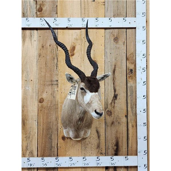 African Addax Antelope Shoulder Mount Taxidermy