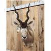 Image 2 : African Addax Antelope Shoulder Mount Taxidermy