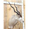 Image 3 : African Addax Antelope Shoulder Mount Taxidermy