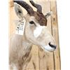 Image 4 : African Addax Antelope Shoulder Mount Taxidermy