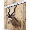 Image 5 : African Addax Antelope Shoulder Mount Taxidermy