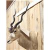 Image 6 : African Addax Antelope Shoulder Mount Taxidermy