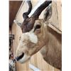 Image 7 : African Addax Antelope Shoulder Mount Taxidermy