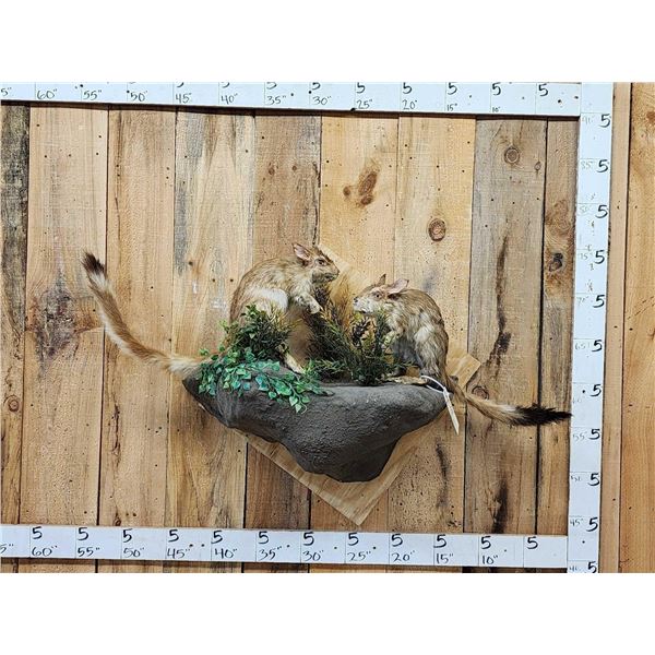 Pair Of African Springhare Full Body Taxidermy Mount