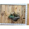 Image 1 : Pair Of African Springhare Full Body Taxidermy Mount