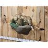 Image 2 : Pair Of African Springhare Full Body Taxidermy Mount