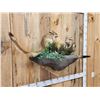 Image 3 : Pair Of African Springhare Full Body Taxidermy Mount