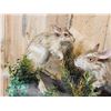 Image 4 : Pair Of African Springhare Full Body Taxidermy Mount