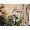 Image 5 : Pair Of African Springhare Full Body Taxidermy Mount