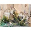 Image 6 : Pair Of African Springhare Full Body Taxidermy Mount