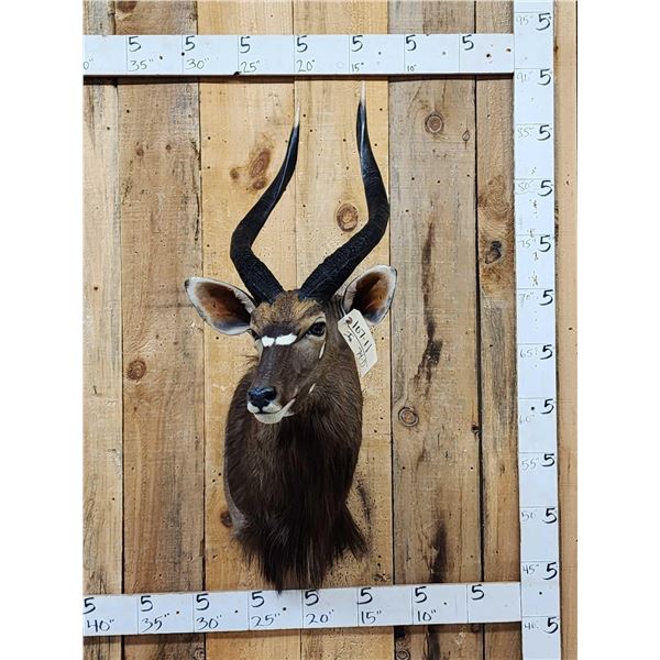 NICE African Nyala Shoulder Mount Taxidermy