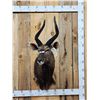 Image 1 : NICE African Nyala Shoulder Mount Taxidermy