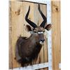 Image 2 : NICE African Nyala Shoulder Mount Taxidermy