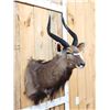 Image 3 : NICE African Nyala Shoulder Mount Taxidermy