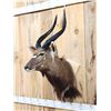 Image 4 : NICE African Nyala Shoulder Mount Taxidermy