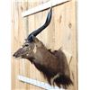 Image 5 : NICE African Nyala Shoulder Mount Taxidermy