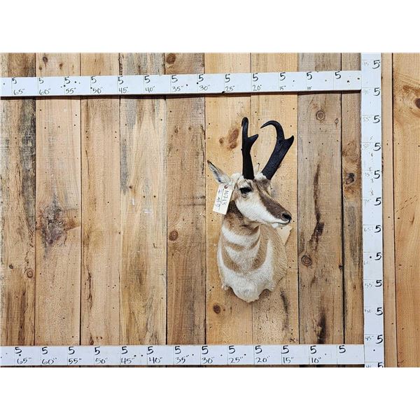 Nice Pronghorn Antelope Shoulder Mount Taxidermy