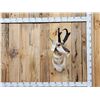 Image 1 : Nice Pronghorn Antelope Shoulder Mount Taxidermy
