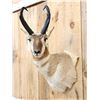 Image 2 : Nice Pronghorn Antelope Shoulder Mount Taxidermy