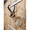 Image 3 : Nice Pronghorn Antelope Shoulder Mount Taxidermy