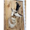 Image 4 : Nice Pronghorn Antelope Shoulder Mount Taxidermy