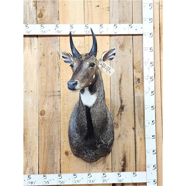 Indian Nilgai Shoulder Mount Taxidermy