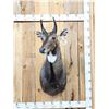 Image 1 : Indian Nilgai Shoulder Mount Taxidermy