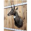 Image 2 : Indian Nilgai Shoulder Mount Taxidermy