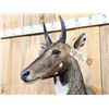 Image 3 : Indian Nilgai Shoulder Mount Taxidermy
