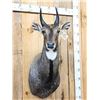 Image 4 : Indian Nilgai Shoulder Mount Taxidermy