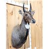 Image 5 : Indian Nilgai Shoulder Mount Taxidermy