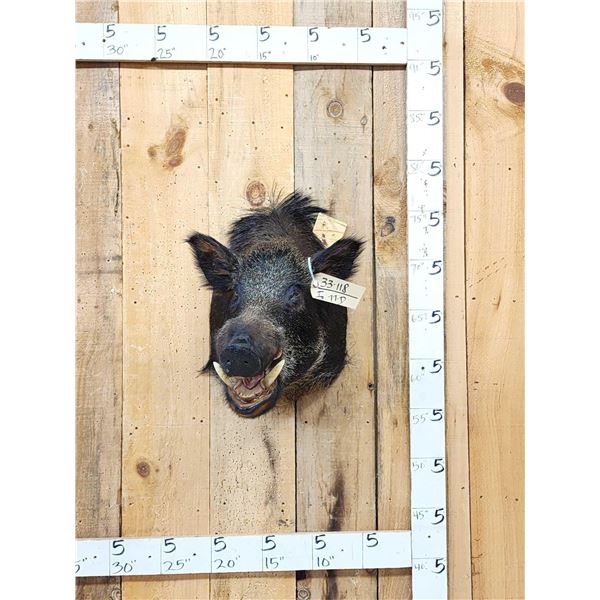 Wild Boar Hog Shoulder Mount Taxidermy