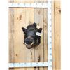 Image 1 : Wild Boar Hog Shoulder Mount Taxidermy