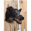 Image 2 : Wild Boar Hog Shoulder Mount Taxidermy