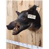 Image 3 : Wild Boar Hog Shoulder Mount Taxidermy
