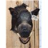 Image 4 : Wild Boar Hog Shoulder Mount Taxidermy