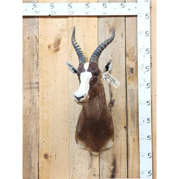 African Blesbok Shoulder Mount Taxidermy