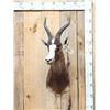 Image 1 : African Blesbok Shoulder Mount Taxidermy