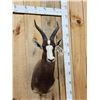 Image 2 : African Blesbok Shoulder Mount Taxidermy