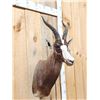 Image 3 : African Blesbok Shoulder Mount Taxidermy