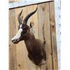 Image 4 : African Blesbok Shoulder Mount Taxidermy