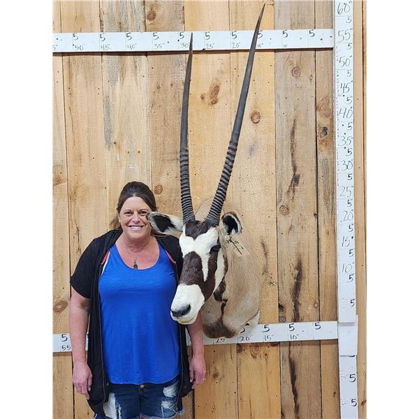 MONSTER Record Book African Gemsbok Shoulder Mount Taxidermy