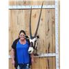 Image 1 : MONSTER Record Book African Gemsbok Shoulder Mount Taxidermy