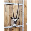 Image 2 : MONSTER Record Book African Gemsbok Shoulder Mount Taxidermy